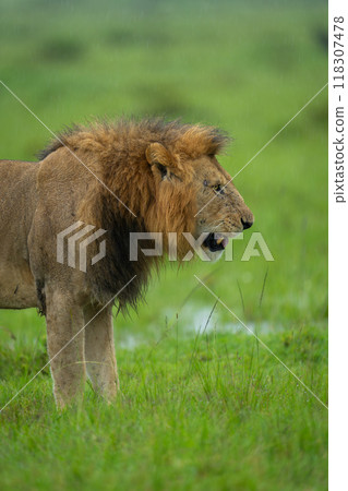 Close-up of male lion standing in rain Close-up of male lion standing in rain 118307478