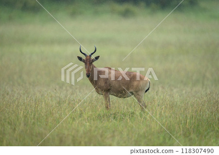 Coke hartebeest stands watching camera in rain 118307490