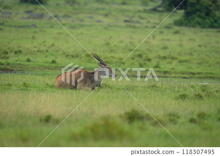 Common eland lies on grassland near track 118307495