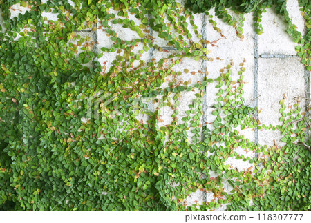 Green Creeper Green Creeper 118307777