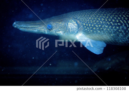 A close-up view of a gar fish ( Alligator gar ) swimming in dark waters during a night dive 118308108