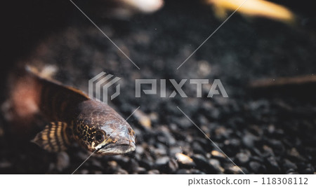 A close-up of a fish swimming on the gravel bottom of an aquarium during the afternoon 118308112