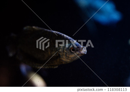 Close-up of a fish swimming in dark water at an aquarium during evening hours Close-up of a fish swimming in dark water at an aquarium during evening hours 118308113