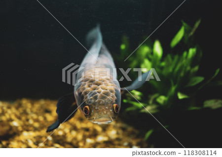 An aquarium fish swims gracefully amidst aquatic plants in a serene underwater setting 118308114