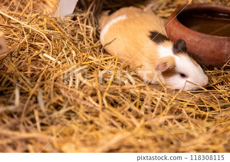 A calm guinea pig resting in a cozy bed of hay near a water bowl in an indoor habitat A calm guinea pig resting in a cozy bed of hay near a water bowl in an indoor habitat 118308115