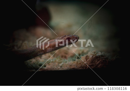 A close-up of a sleek snake resting on soft substrate in a dimly lit habitat A close-up of a sleek snake resting on soft substrate in a dimly lit habitat 118308116