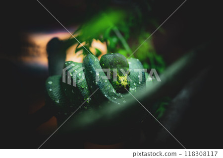 Green snake resting among foliage during twilight in a rainforest habitat Green snake resting among foliage during twilight in a rainforest habitat 118308117