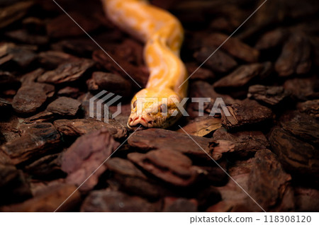 A yellow snake crawls over textured brown bark in a natural habitat setting 118308120
