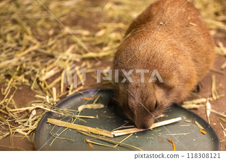 A brown animal forages on a plate of food surrounded by dry grass in a cozy habitat setting A brown animal forages on a plate of food surrounded by dry grass in a cozy habitat setting 118308121