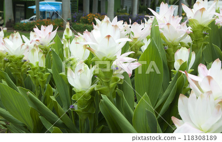 white tulips thailand 118308189