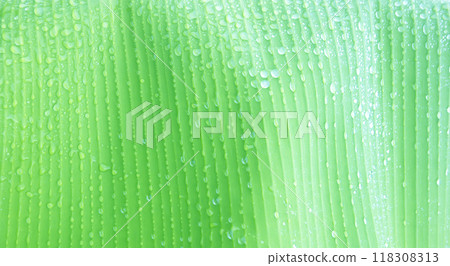 Banana leaves dripping water Banana leaves dripping water 118308313