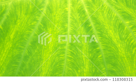 Green leaves texture nature 118308315