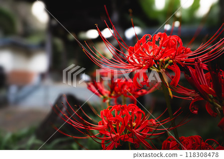 群集孤挺花 群集孤挺花 118308478