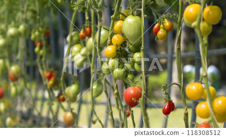 fresh tomatoes on the plant 118308512