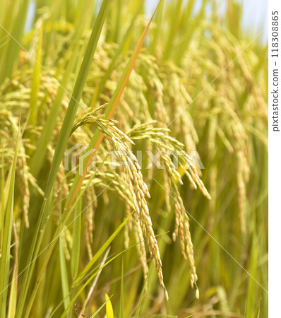 Rice field Ears of golden rice 118308865