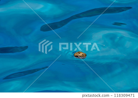 Pumice floating on the sea surface, Ogasawara 118309471
