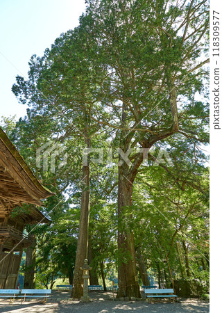 牽線搭橋夫婦柏樹 牽線搭橋夫婦柏樹 118309577
