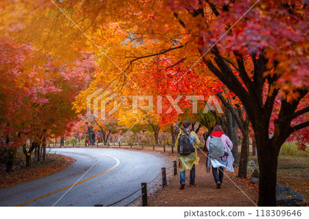 Autumn in Korea, Colorful autumn with beautiful maple leaf at Naejangsan national park, South Korea. Autumn in Korea, Colorful autumn with beautiful maple leaf at Naejangsan national park, South Korea. 118309646