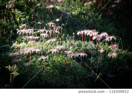 A colony of Acanthus nigra blooming in a flower field 118309652