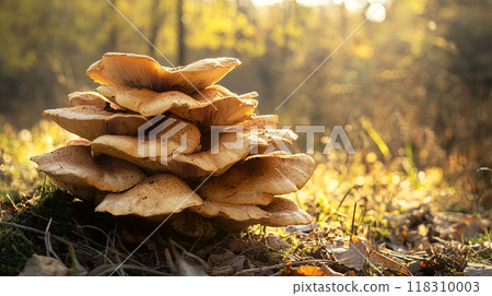 Mushroom stack amidst serene forest background. Perfect for nature 118310003