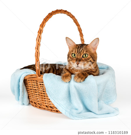 Domestic cat in basket isolated. Domestic cat in basket isolated. 118310189