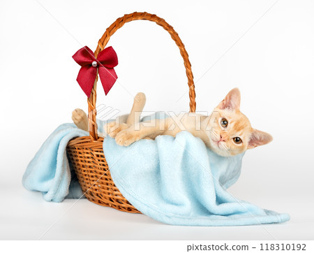 Kitten in a basket with a blue blanket. Kitten in a basket with a blue blanket. 118310192