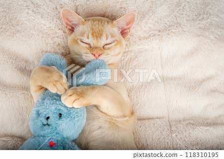 Kitten sleeping on a cozy blanket hugging a toy. Kitten sleeping on a cozy blanket hugging a toy. 118310195