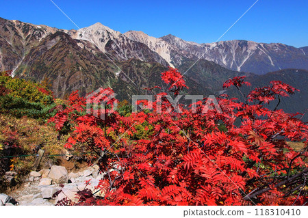 秋天的白馬三山羅文紅葉 秋天的白馬三山羅文紅葉 118310410
