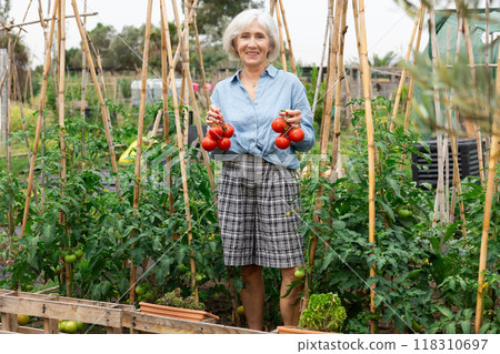 mature woman tomatoes harvest mature woman tomatoes harvest 118310697