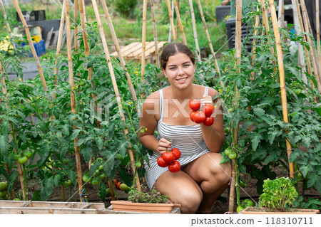 Woman garden worker gathering harvest of organic tomatoes in field garden. 118310711
