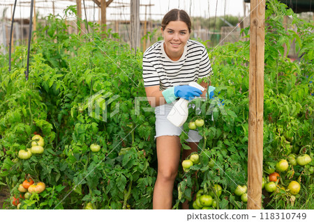 Spraying insecticide on tomato plants from bad insect pest infestation. Spraying insecticide on tomato plants from bad insect pest infestation. 118310749