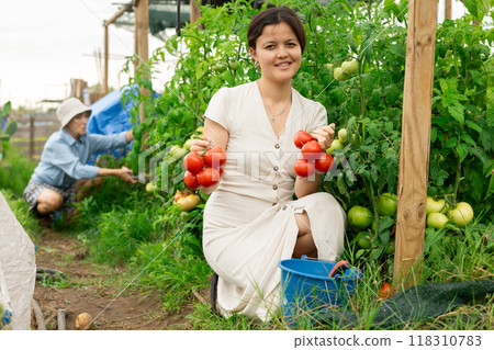 Asian woman tomatoes harvest 118310783