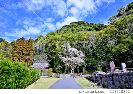 仙岩花園櫻花風景 118310802