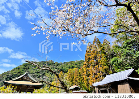 櫻花盛開的仙岩園 櫻花盛開的仙岩園 118310803