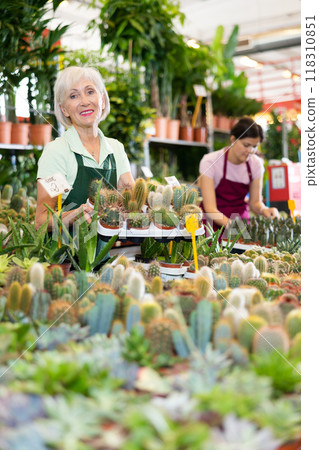 Mature female florist arranging potted cacti on flower stall in greenhouse 118310851