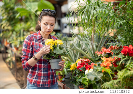 Before buying, woman examines flower of begonia at flowers market 118310852