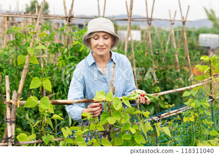 Elderly woman caring for leguminous plants in garden Elderly woman caring for leguminous plants in garden 118311040
