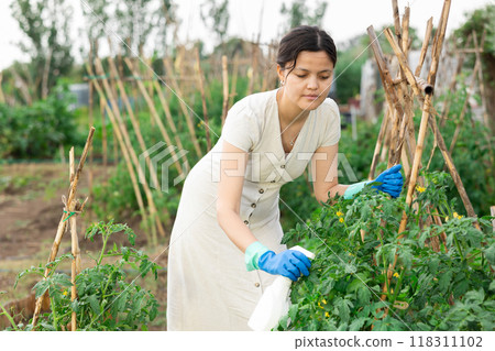 Asian woman spraying tomatoes Asian woman spraying tomatoes 118311102