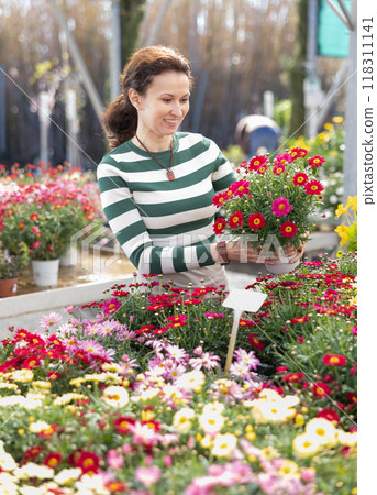 Adult woman choosing margarita flower in flower shop 118311141
