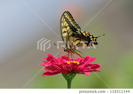 Swallowtail butterfly sucking nectar from red flowers 118311144