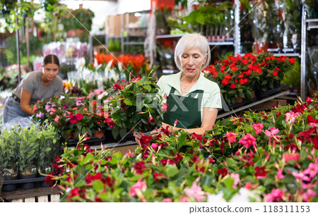 Female flower market seller demonstrates potted flowers dipladenia 118311153