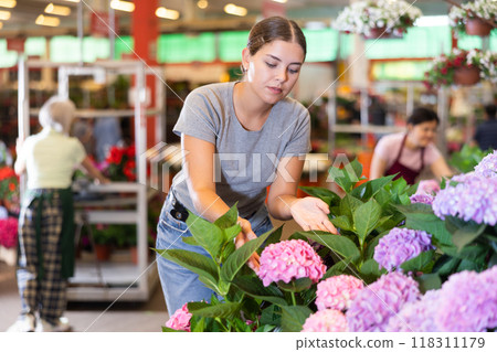 Smiling girl choosing blooming hortensia in pots in garden store 118311179
