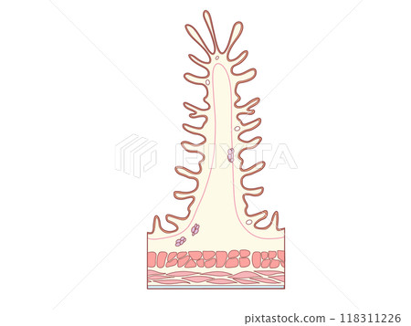 消化系統的解剖學和生理學 十二指腸的分層結構 消化系統的解剖學和生理學 十二指腸的分層結構 118311226