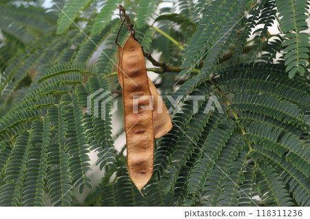 Nemnoki fruit Nemnoki fruit 118311236