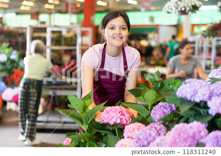 Portrait of female seller taking care flowers of hydrangea in pots Portrait of female seller taking care flowers of hydrangea in pots 118311240