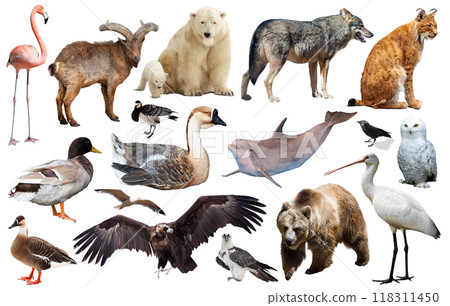 animal birds europe isolated animal birds europe isolated 118311450
