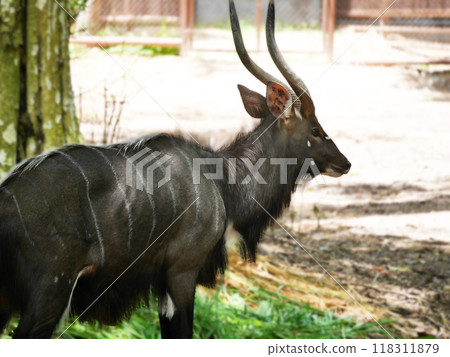 An African Nyala bull, a living Nyala showcasing its beautifully curved horns and detailed facial features, African antelope in its natural habitat, highlighting the elegance and strength An African Nyala bull, a living Nyala showcasing its beautifully curved horns and detailed facial features, African antelope in its natural habitat, highlighting the elegance and strength 118311879