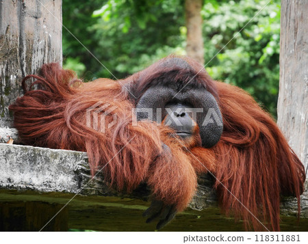 a male orangutan resting leisurely, with his long reddish brown hair cascading over a wooden platform, the orangutan's peaceful and contemplative expression, highlighting his distinct facial features 118311881