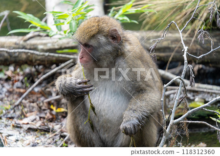 Kamikochi: Japanese monkey photos Kamikochi: Japanese monkey photos 118312360