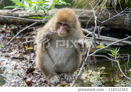 Kamikochi: Japanese monkey photos Kamikochi: Japanese monkey photos 118312362